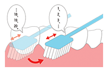 1本の歯につき、20回ほどブラッシングをします。